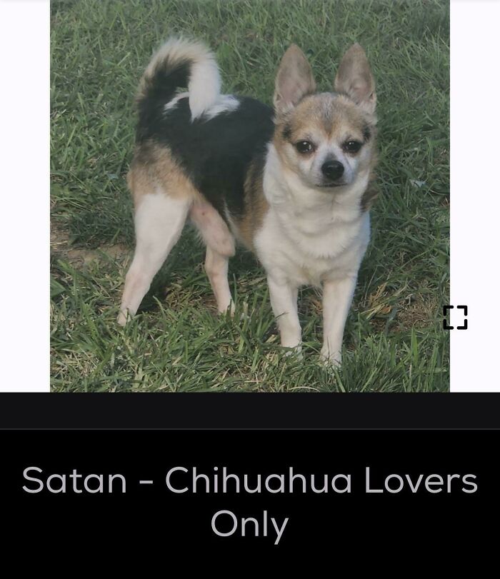 Satan - Chihuahua Lovers Only