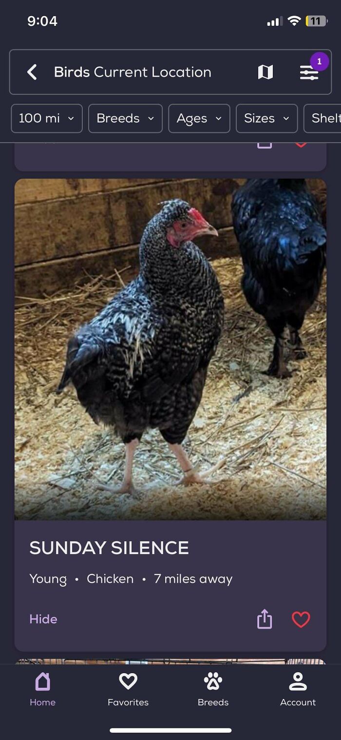 The Chickens Always Have The Most Ominous Names