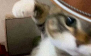 Let's Dive Into 50 Cat Memes That Prove Cats Are Basically Tiny Comedy Geniuses
