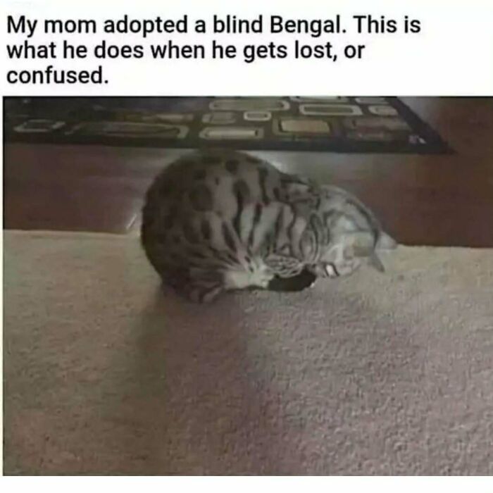 Let's Dive Into 50 Cat Memes That Prove Cats Are Basically Tiny Comedy Geniuses