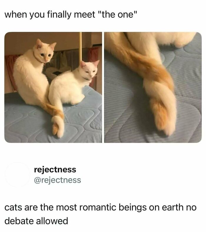 Let's Dive Into 50 Cat Memes That Prove Cats Are Basically Tiny Comedy Geniuses