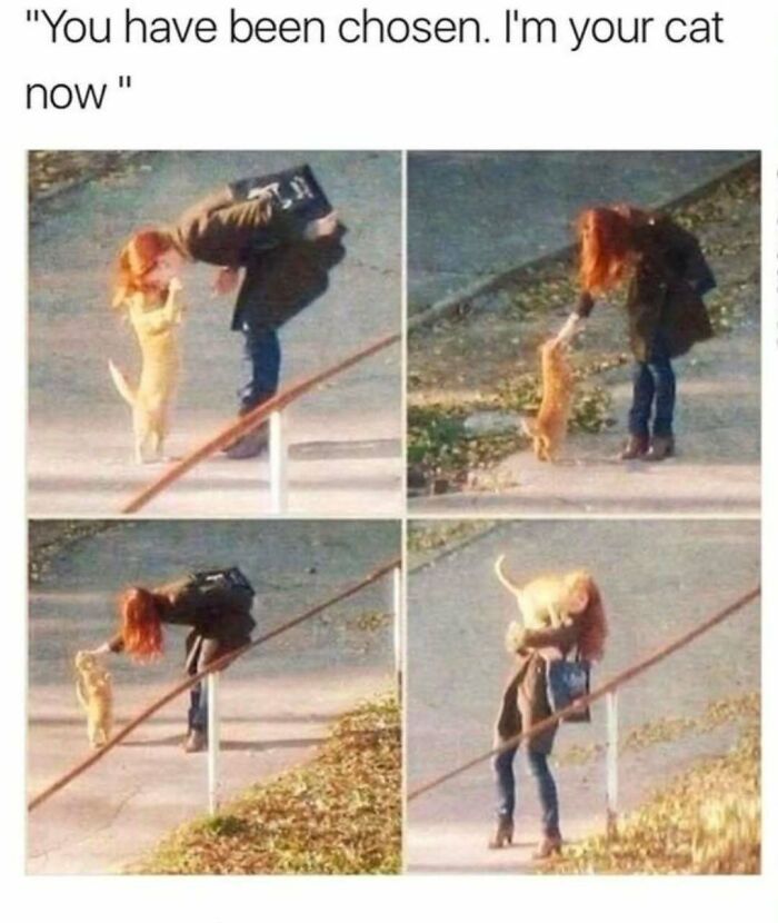 Let's Dive Into 50 Cat Memes That Prove Cats Are Basically Tiny Comedy Geniuses