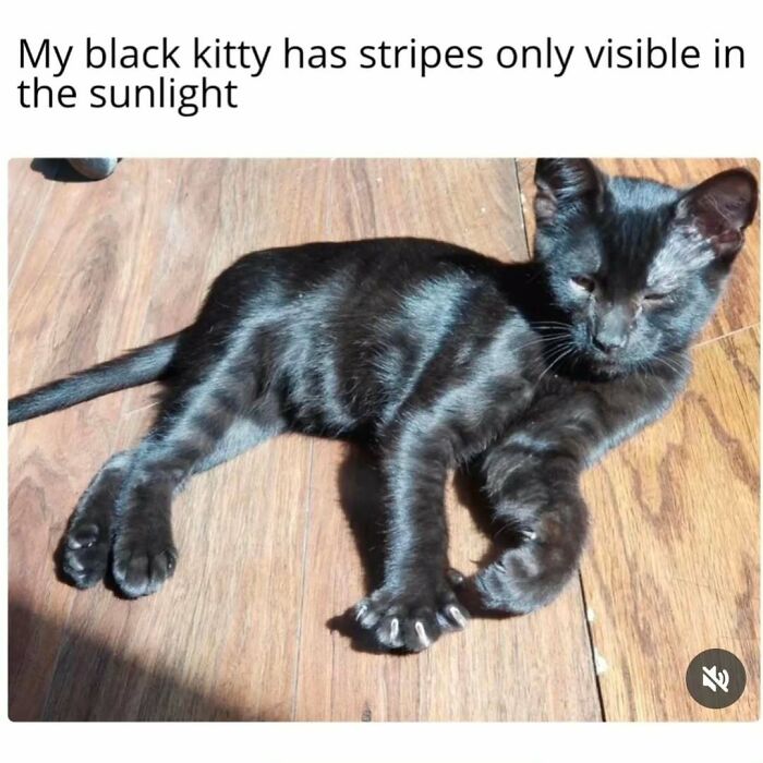 Let's Dive Into 50 Cat Memes That Prove Cats Are Basically Tiny Comedy Geniuses