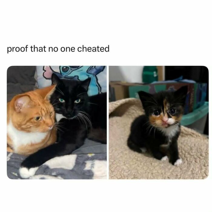 Let's Dive Into 50 Cat Memes That Prove Cats Are Basically Tiny Comedy Geniuses