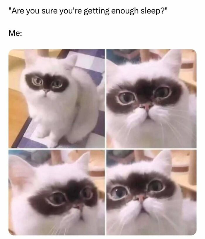 Let's Dive Into 50 Cat Memes That Prove Cats Are Basically Tiny Comedy Geniuses