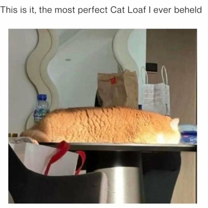 Let's Dive Into 50 Cat Memes That Prove Cats Are Basically Tiny Comedy Geniuses