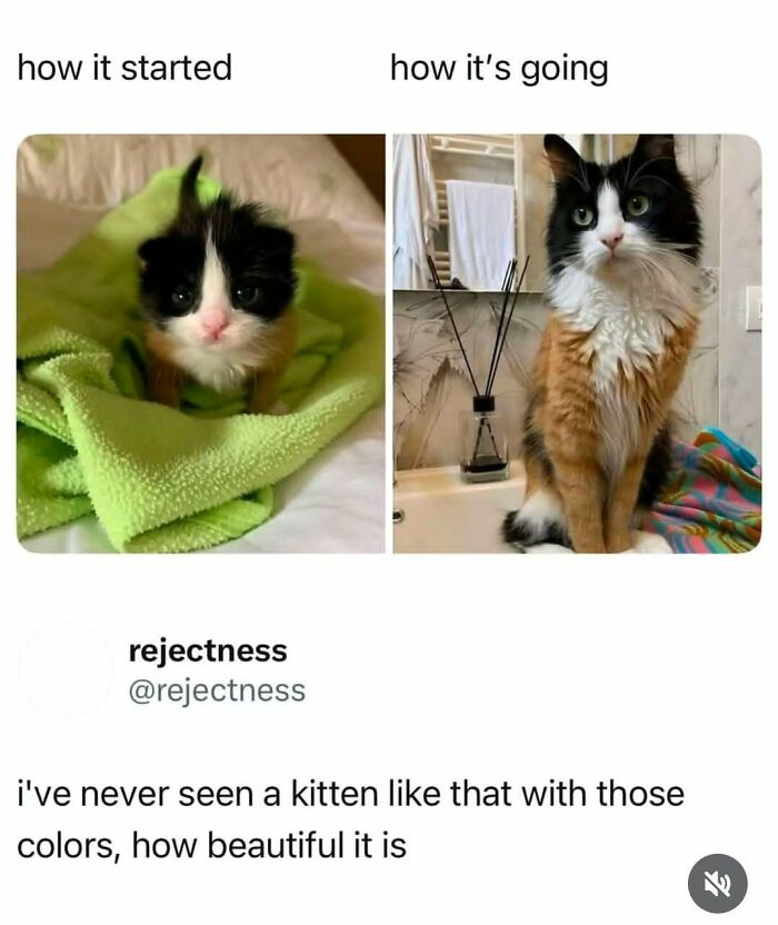 Let's Dive Into 50 Cat Memes That Prove Cats Are Basically Tiny Comedy Geniuses