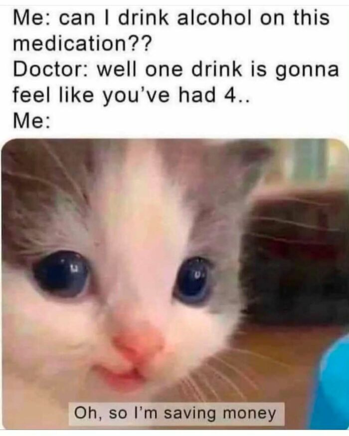 Let's Dive Into 50 Cat Memes That Prove Cats Are Basically Tiny Comedy Geniuses