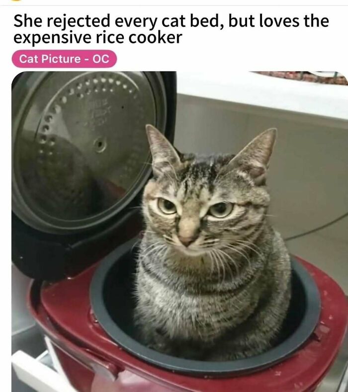 Let's Dive Into 50 Cat Memes That Prove Cats Are Basically Tiny Comedy Geniuses