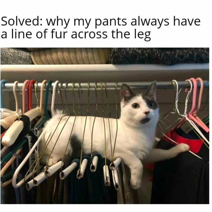 Let's Dive Into 50 Cat Memes That Prove Cats Are Basically Tiny Comedy Geniuses