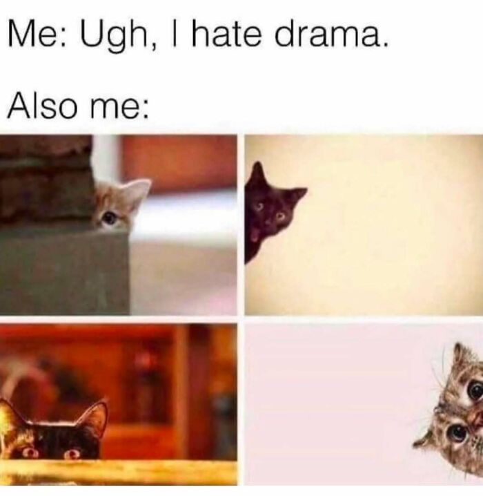 Let's Dive Into 50 Cat Memes That Prove Cats Are Basically Tiny Comedy Geniuses