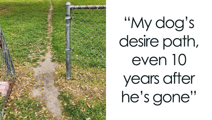 Wait, People Just Make Their Own Sidewalks? Here Are 94 Hilarious Desire Paths