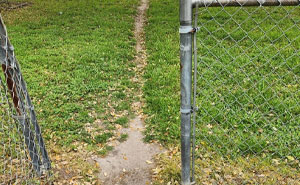 Wait, People Just Make Their Own Sidewalks? Here Are 94 Hilarious Desire Paths