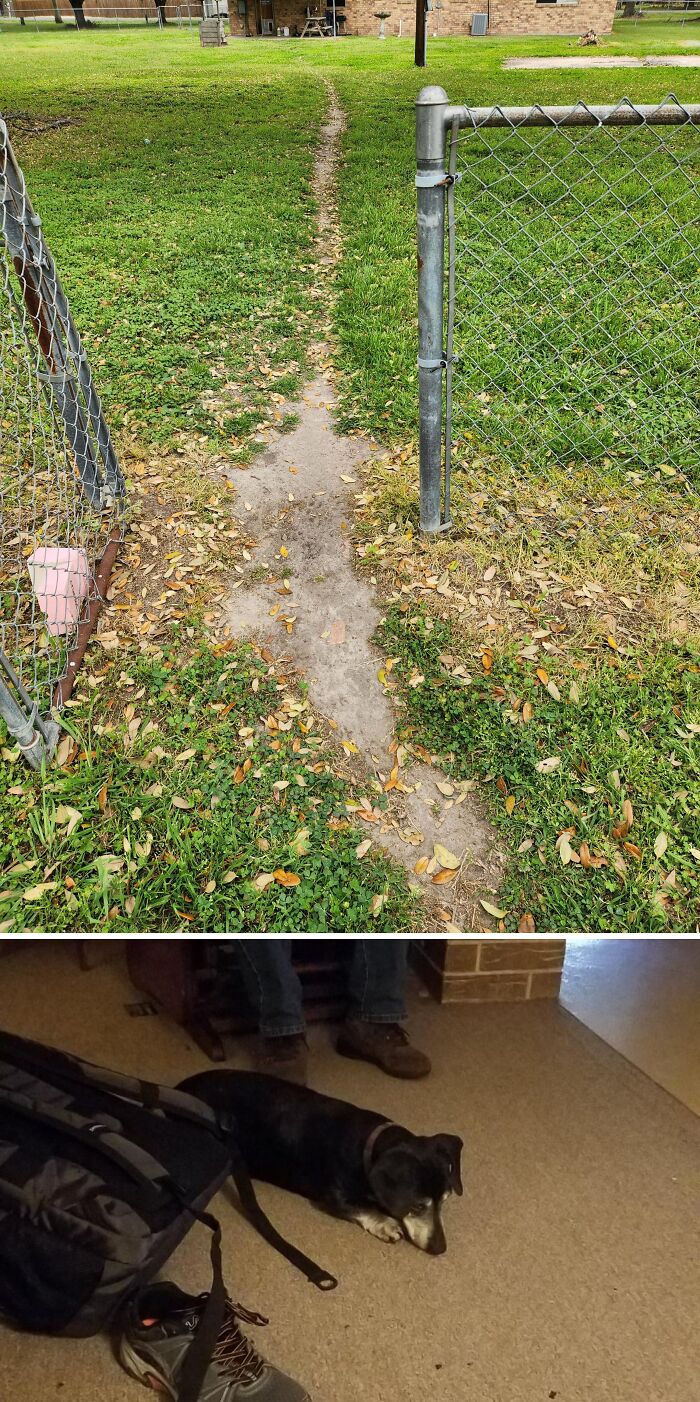My Dog’s Path Is Still Here 10 Years Later — Talk About Loyalty!
