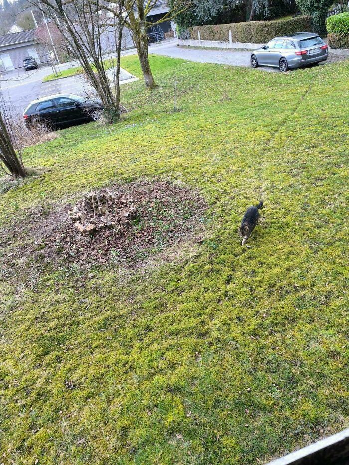 Do Animal Desire Paths Count? Spoiler: Yes!