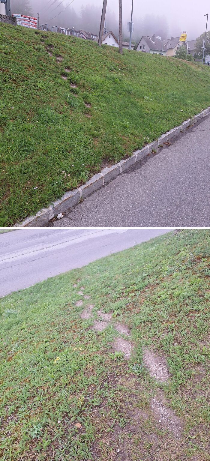 Wait, People Just Make Their Own Sidewalks? Here Are 94 Hilarious Desire Paths