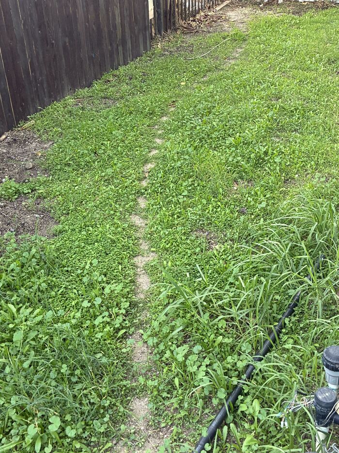 Wait, People Just Make Their Own Sidewalks? Here Are 94 Hilarious Desire Paths