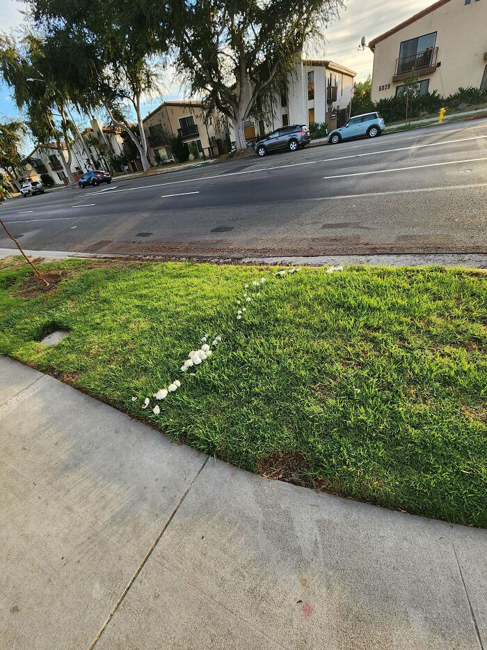 Wait, People Just Make Their Own Sidewalks? Here Are 94 Hilarious Desire Paths