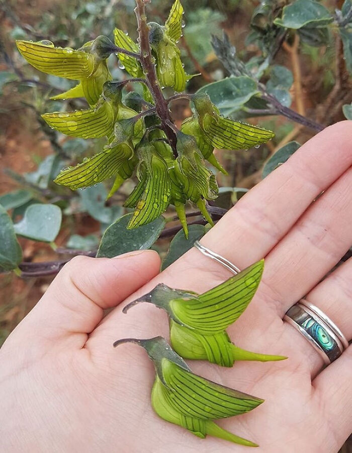 Australia's Green Birdflower Looks Just Like Tiny Hummingbirds Fluttering Around