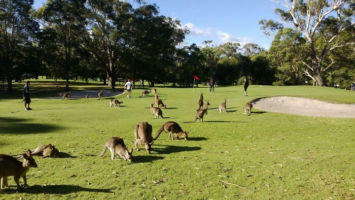 Playing Golf In Australia Means Dealing With Some Unexpected Neighbors