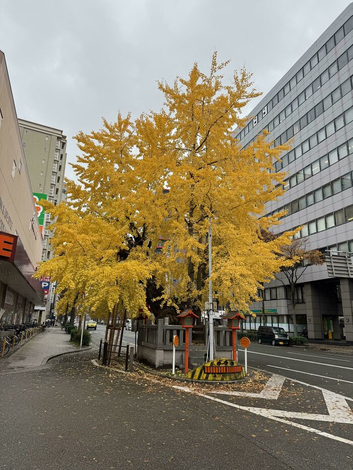 A Road In Osaka Was Built Around A Sacred Tree To Save It – Respect!