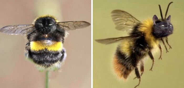Sis Photoshops Cat's Face Onto Bees. The Internet's New Favorite Thing