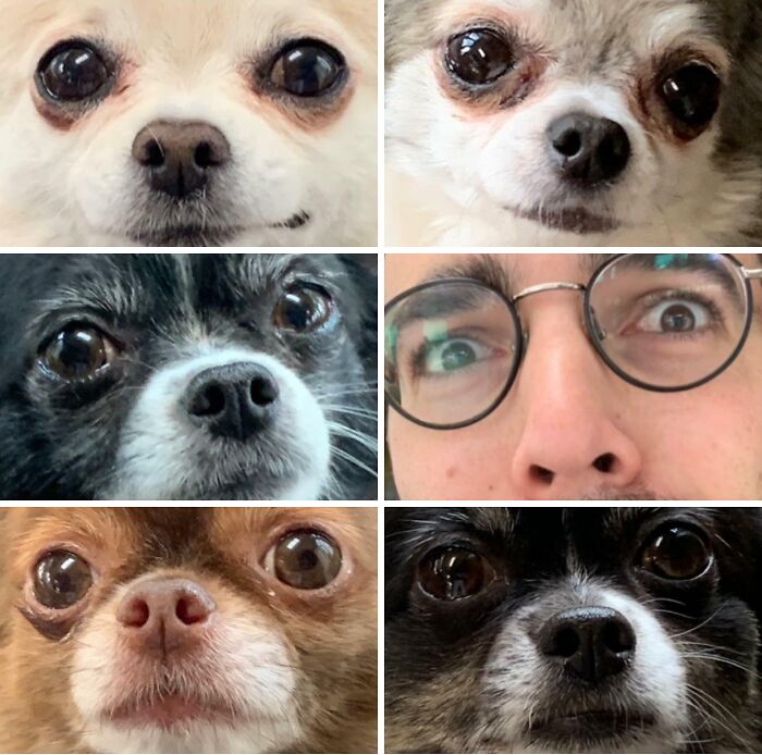 Brother House-Sits 5 Chihuahuas, Sends Picture Like It’s Nothing
