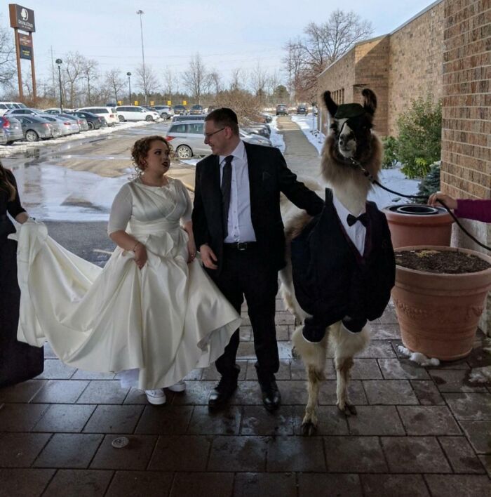 Promised Sis I'd Bring A Llama To Her Wedding. Delivered On The Promise. Obviously.