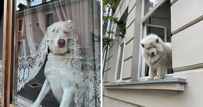 Who Knew Dogs Loved Window-Spotting So Much?
