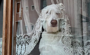 Who Knew Dogs Loved Window-Spotting So Much?
