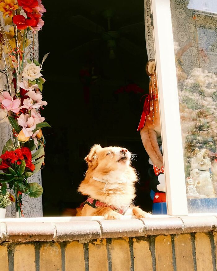 Who Knew Dogs Loved Window-Spotting So Much?
