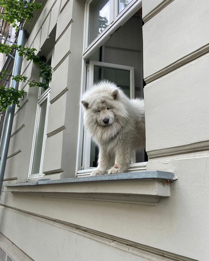 Who Knew Dogs Loved Window-Spotting So Much?