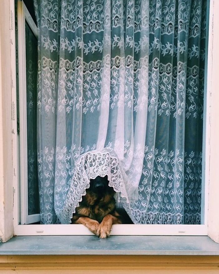 Who Knew Dogs Loved Window-Spotting So Much?