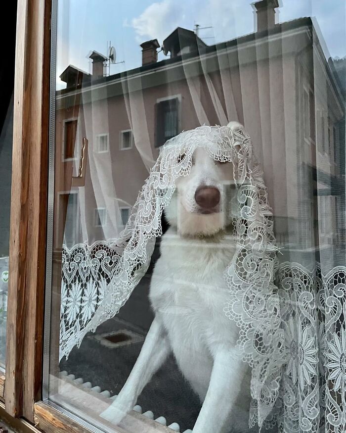 Who Knew Dogs Loved Window-Spotting So Much?