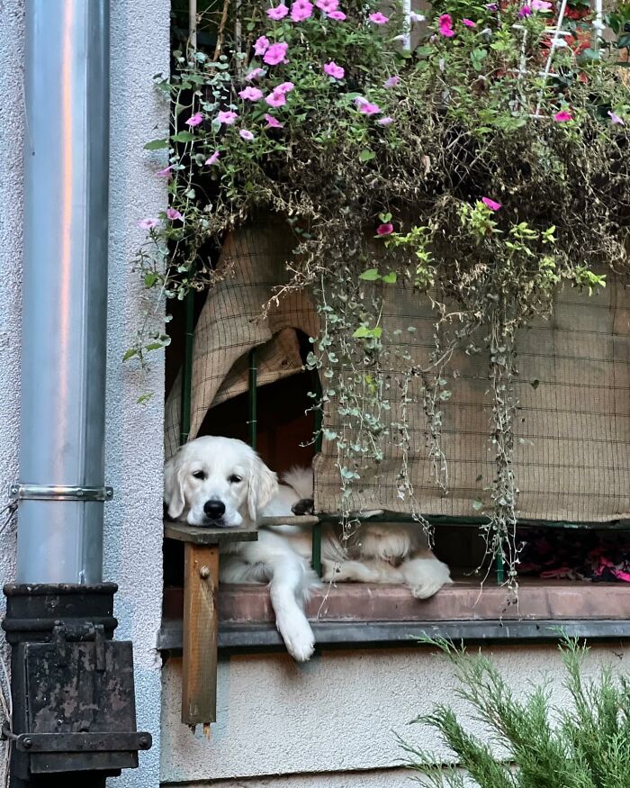 Who Knew Dogs Loved Window-Spotting So Much?