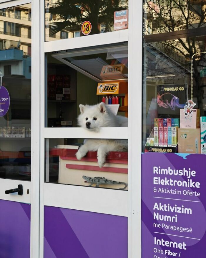 Who Knew Dogs Loved Window-Spotting So Much?