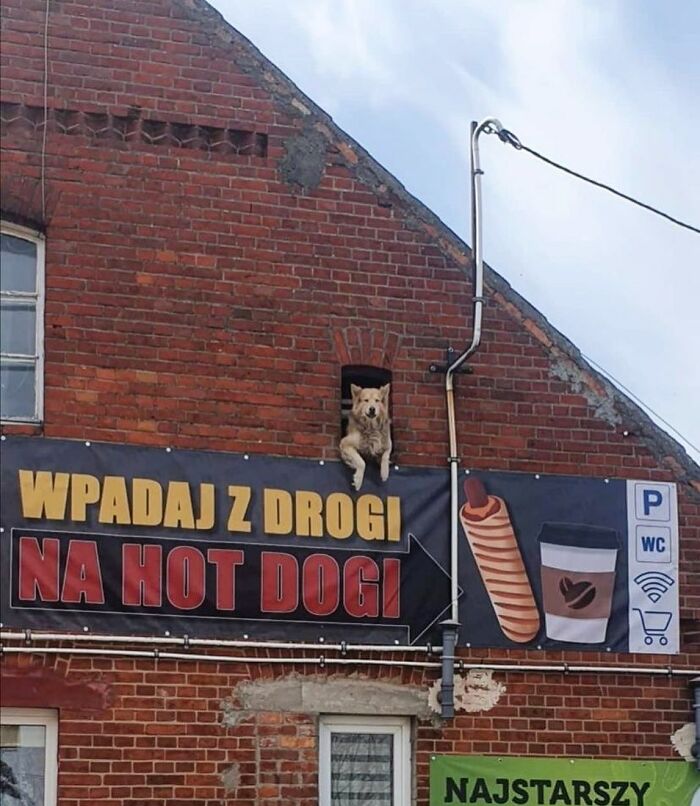 Who Knew Dogs Loved Window-Spotting So Much?