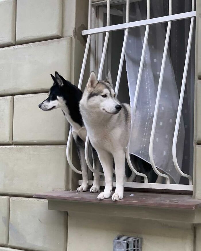 Who Knew Dogs Loved Window-Spotting So Much?
