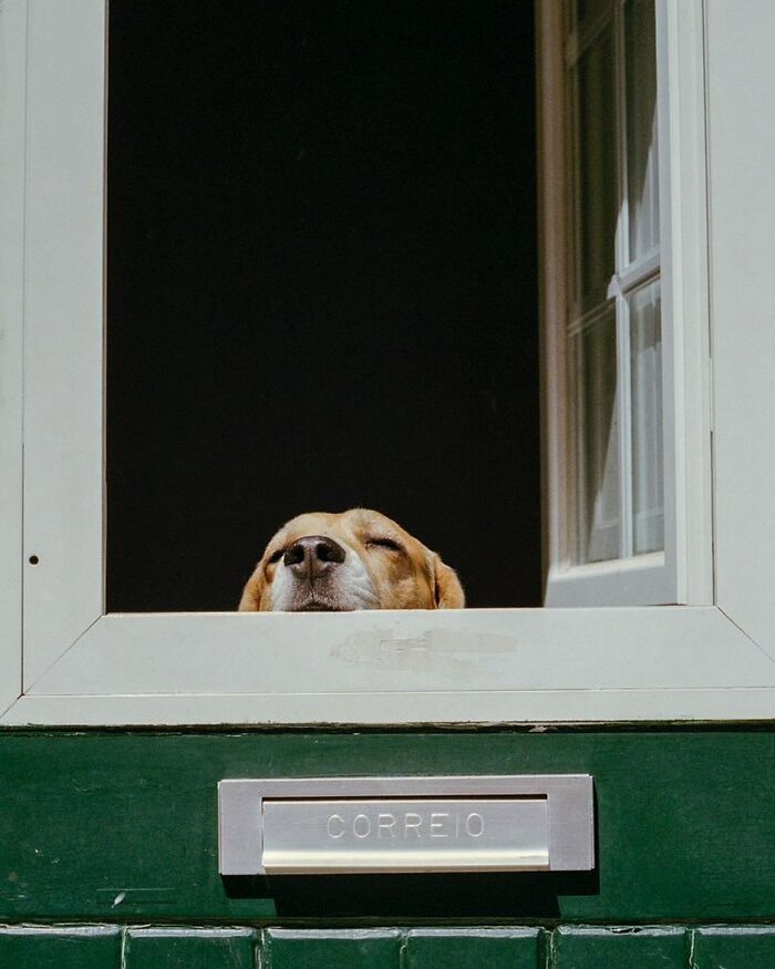 Who Knew Dogs Loved Window-Spotting So Much?
