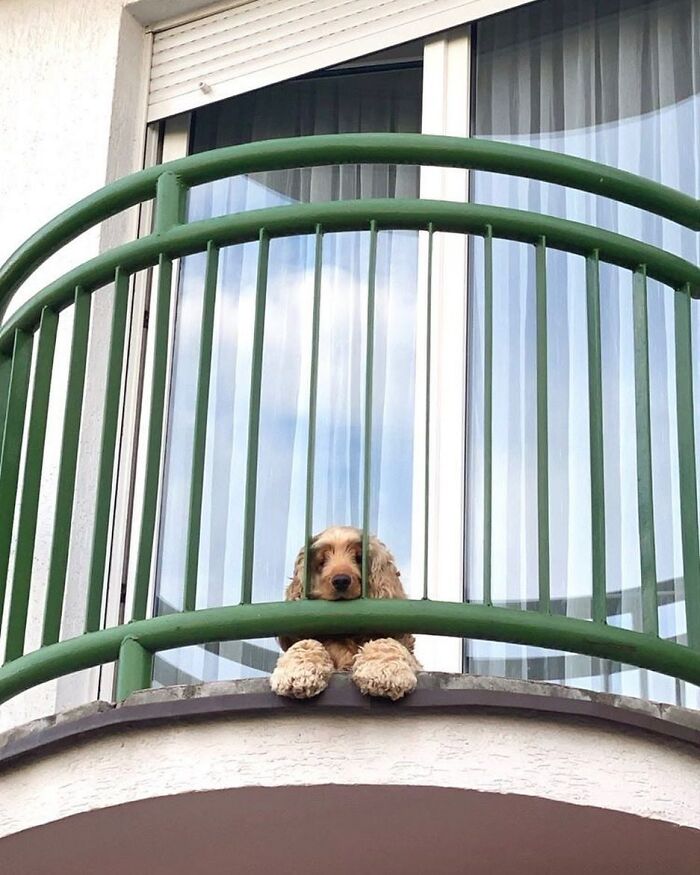 Who Knew Dogs Loved Window-Spotting So Much?