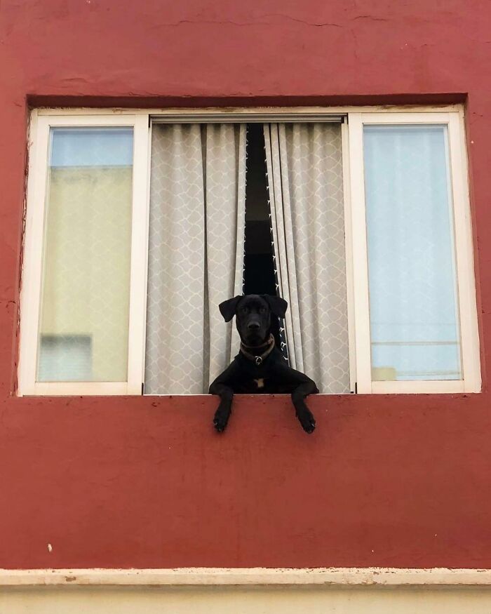 Who Knew Dogs Loved Window-Spotting So Much?