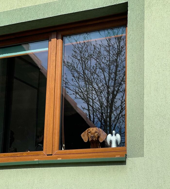 Who Knew Dogs Loved Window-Spotting So Much?