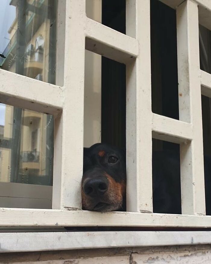 Who Knew Dogs Loved Window-Spotting So Much?