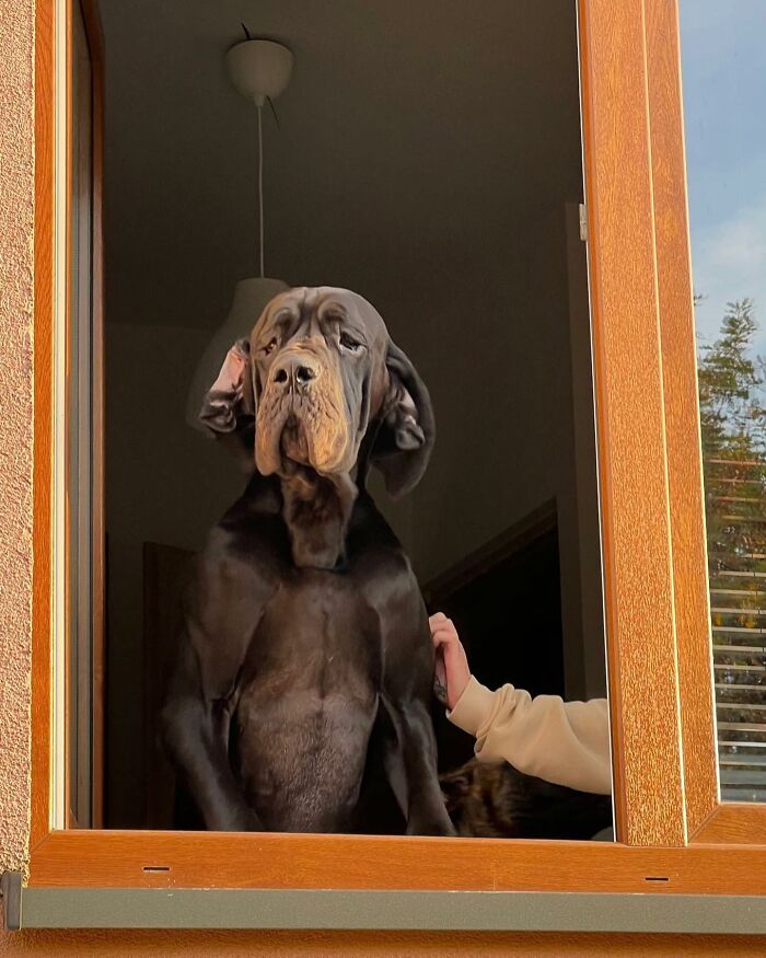 Who Knew Dogs Loved Window-Spotting So Much?