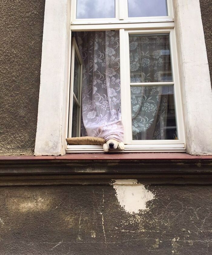 Who Knew Dogs Loved Window-Spotting So Much?
