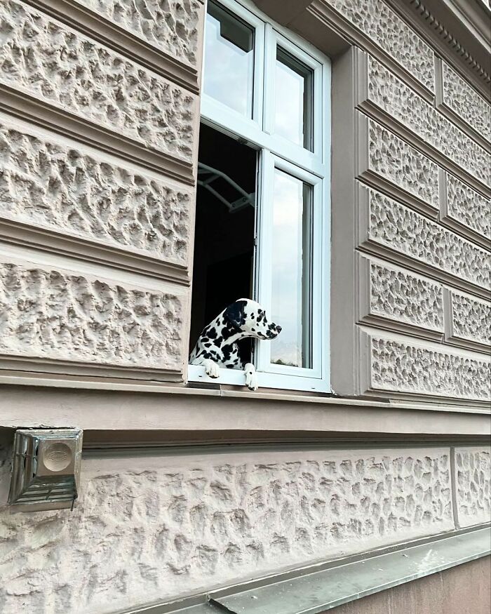 Who Knew Dogs Loved Window-Spotting So Much?