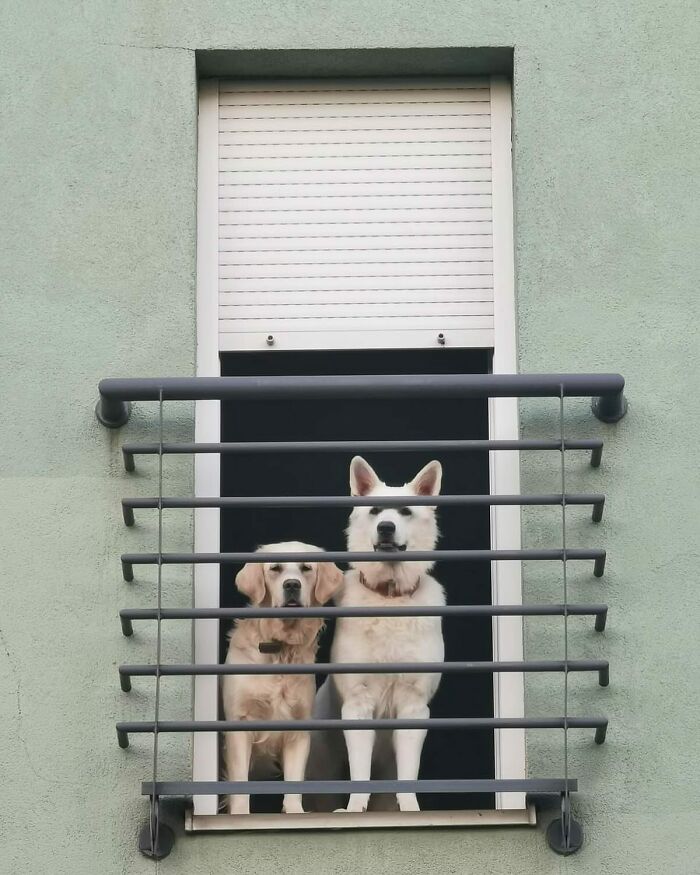 Who Knew Dogs Loved Window-Spotting So Much?