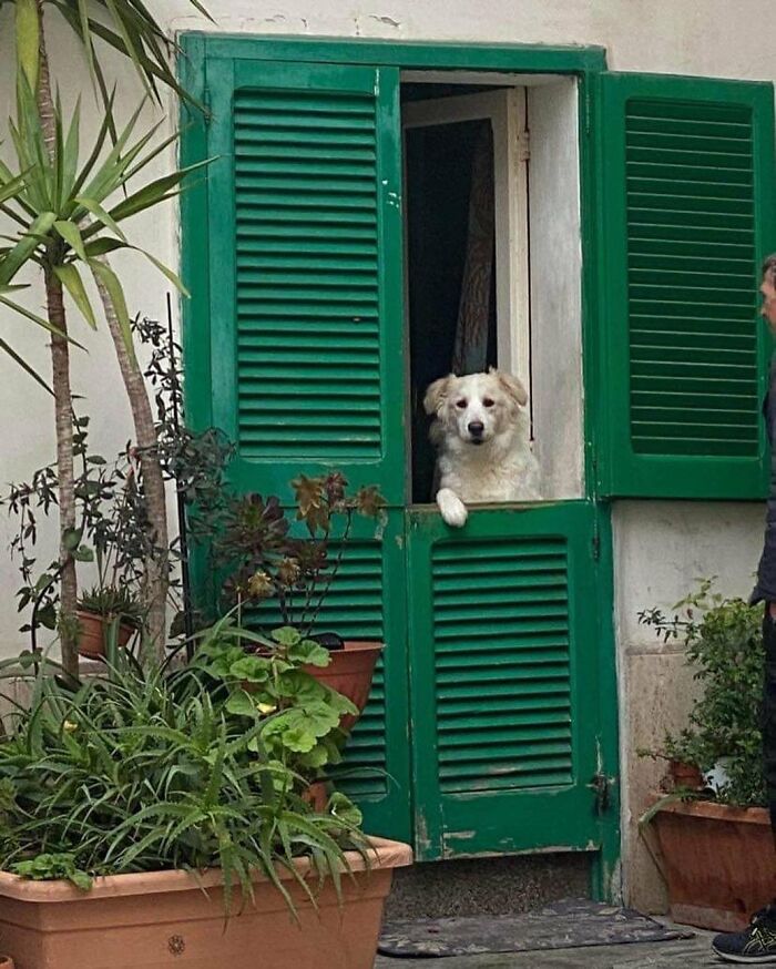 Who Knew Dogs Loved Window-Spotting So Much?