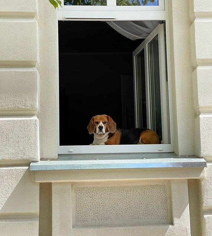 Who Knew Dogs Loved Window-Spotting So Much?