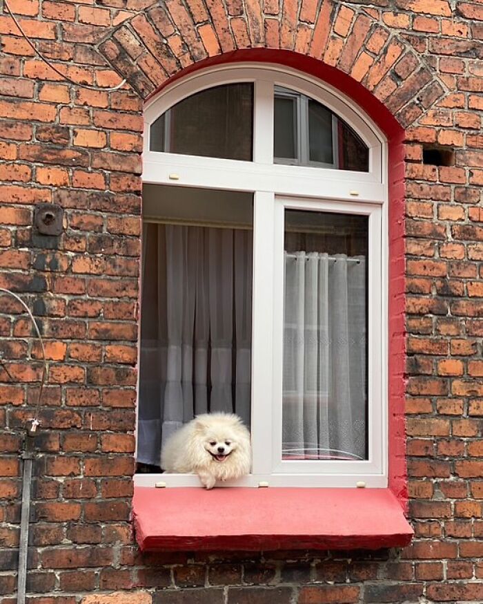 Who Knew Dogs Loved Window-Spotting So Much?